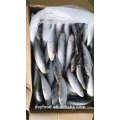 IQF Frozen Seafood Sardine Frish For Sale